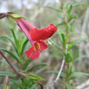 Drooping bush monkeyflower surrounded by green keaves