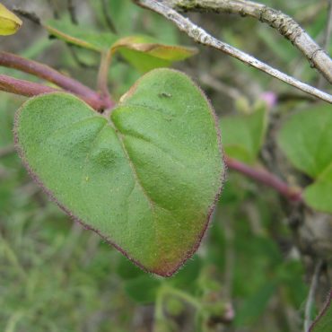 heart shaped green leaf with reddish edges