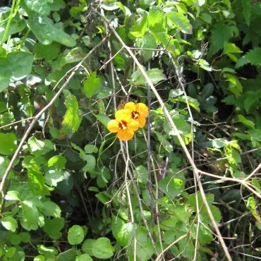 orange flowers hanging from plant