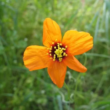 Orange flower with five petals