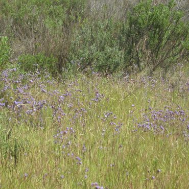 field of purple flowers throughout