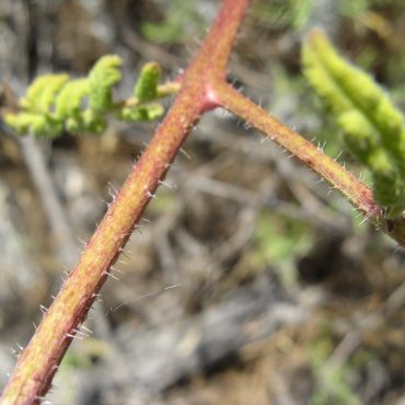 close up of hair on plant stem