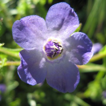 close up of single purple Fiesta Flower in sun