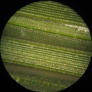 microscopic view of green stripes on leaf