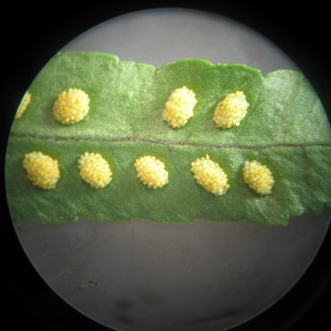 Clusters of yellow balls on underside of leaf