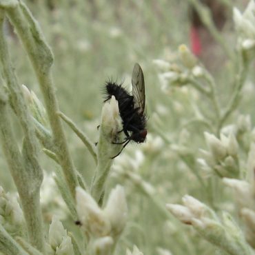 small black fly visiting unopened flower heads of Fragrant Everlasting