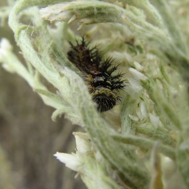 black spikey caterpillar of the American lady butterfly