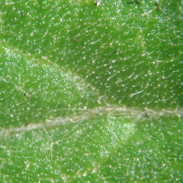 Tiny stalked glands on upper leaf surface