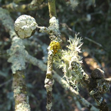 green lichens growing on oak branches