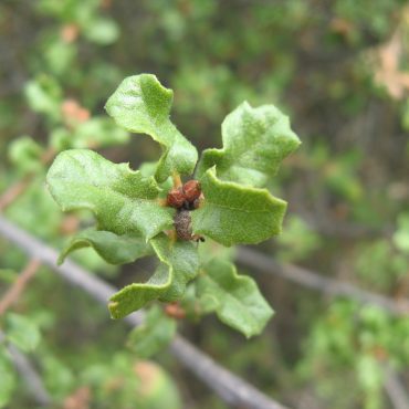 small brown fruits in between green oak leaves