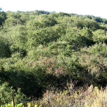 hillside covered in Nuttall's Scrub oaks