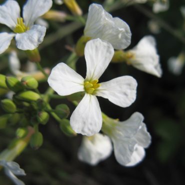 White flowers with four petals