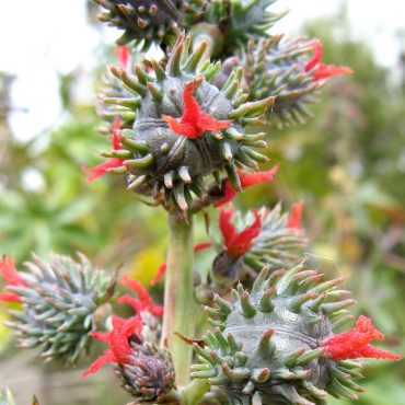 spiky bulbs with red flowers on each