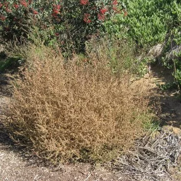 Growing brown bush