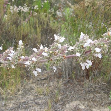 white flowers on seed pods