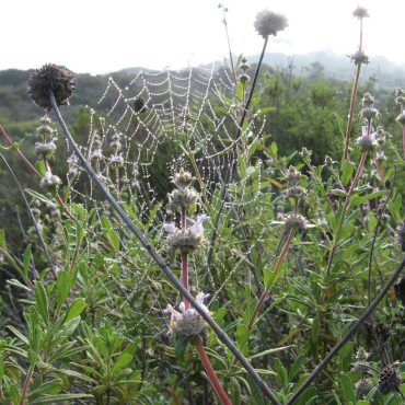 Black sage flower blooms in spider's web