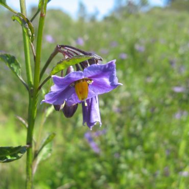 Close up of wilting purple flower