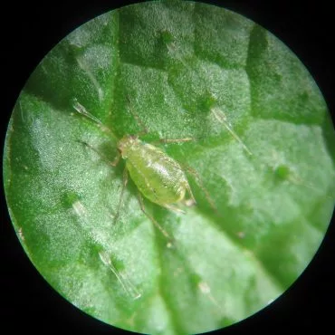 small clear bug on leaf