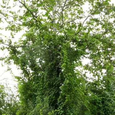 tall tree with long branches hanging down containing flat large leaves