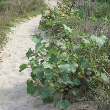 green bush with large leaves and small spiked pods on a trail
