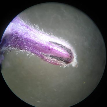 Closeup of purple calyx of flower