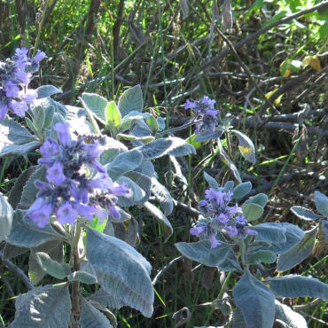 Light purple flowers surrounded by soft green leaves