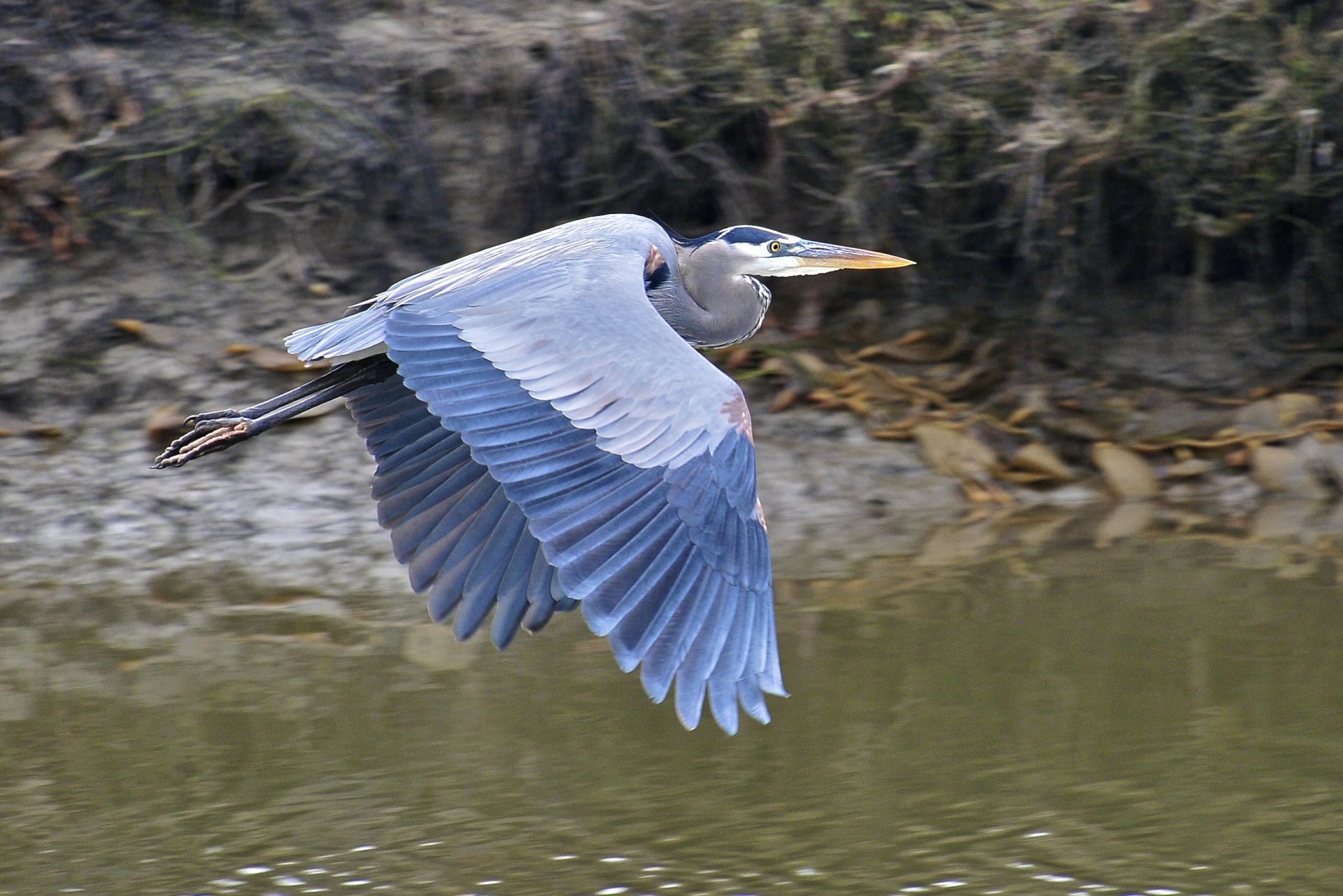Great Blue Heron flying through wetlands of San Elijo Lagoon