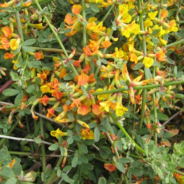 stems intertwined of yellow and orange tube-shaped flowers