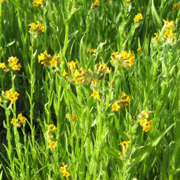 long grass-like stems with yellow flowers on top