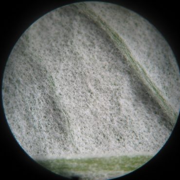 microscopic view of flower pod side, webbing-like material