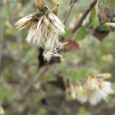 mature California Brickellbush flowers dropping seeds