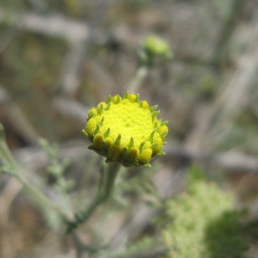 closed yellow pincushion flower