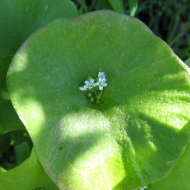 small white flowers inside green circular leaf