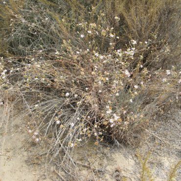 bush of dry stems and light pink flowers and yellow center