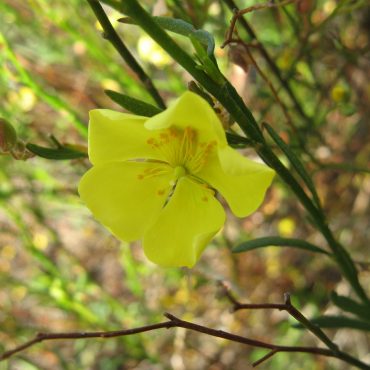 yellow flower open on a stem