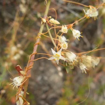 small white star-like buds and flowers of the California Dodder