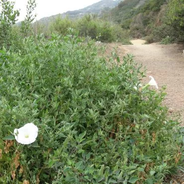 trail with bush and white flowers