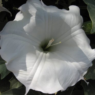 circular white flower