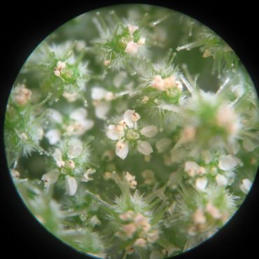 tiny white flowers under microscope