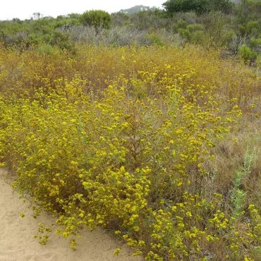 side of trail with yellow flowers throughout