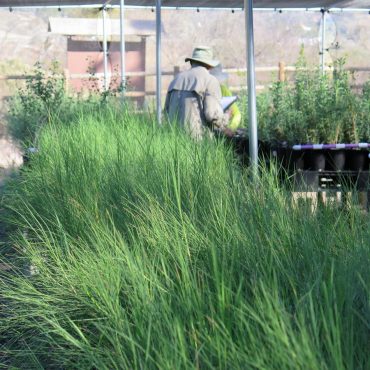 Green saltgrass growing in native plant nursery