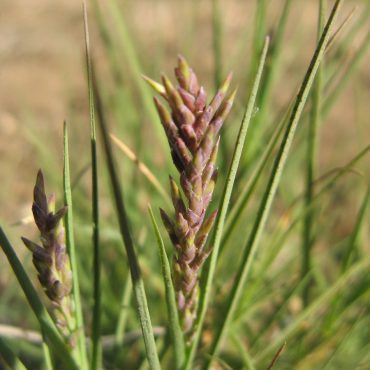 wheat-like flower on stem