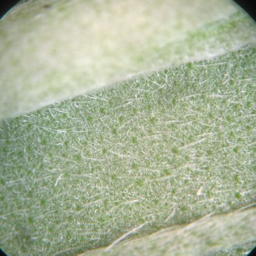 microscopic picture of underside of leaf with visible stiff white hairs