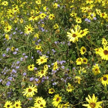 close up of yellow bush sunflowers and small purple flowers