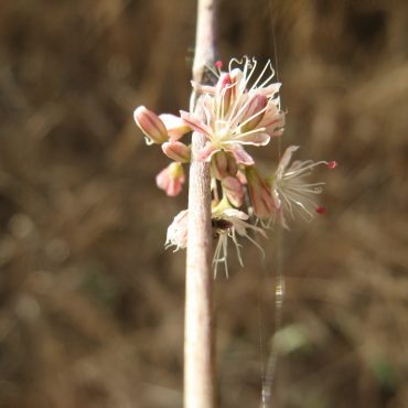 small thin stem with small flower in the center