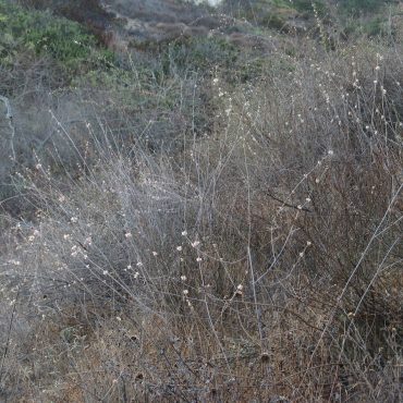field of dry thin stems with small flowers throughout