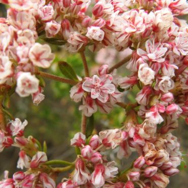 pink and white California Buckwheat blossoms
