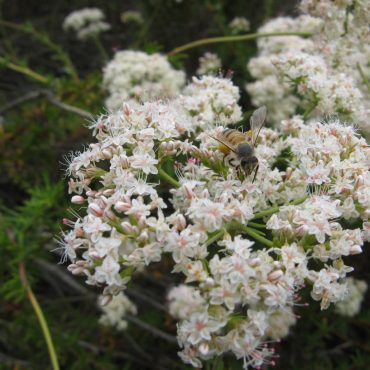 a bee enjoying the pink and white California Buckwheat blossoms