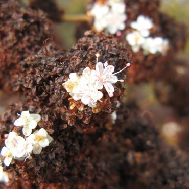 several white California Buckwheat blossoms amidst brown drying blossoms
