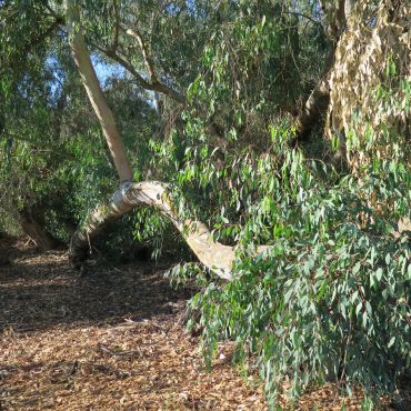 tree with curved branch running along ground